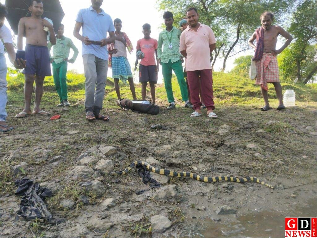 वन विभाग ने रेस्क्यू टीम ने विशाक्त बैंडेड करेत सांप का किया रेस्क्यू, सुरक्षित जंगल में छोड़ा। 7 img 20240911 wa00946279316386603622686