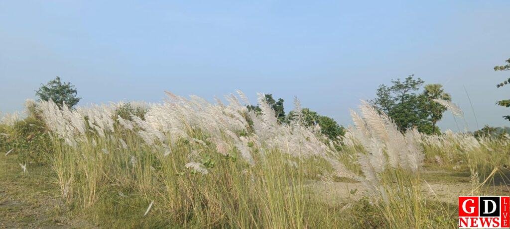 बरसात के बाद उगी पवित्र कुश घांस, धार्मिक अनुष्ठानों में इसका विशेष महत्व। 7 img 20240924 wa00245759307494348900722