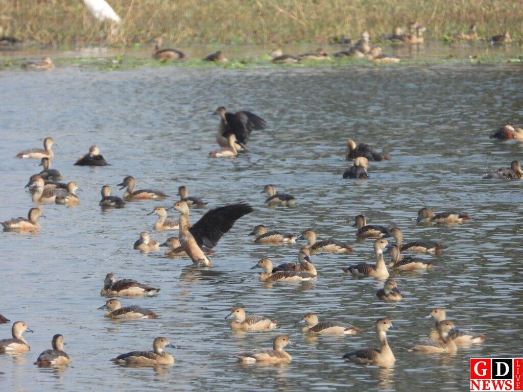 पाकुड़ वन प्रमंडल में पहली बार संपन्न हुआ एशियन वॉटर बर्ड सेंसस। 8 img 20250118 wa00074053761065875616098