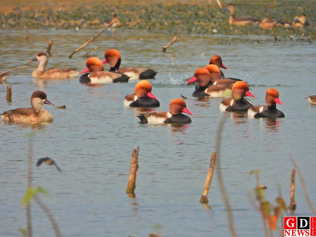 पाकुड़ वन प्रमंडल में पहली बार संपन्न हुआ एशियन वॉटर बर्ड सेंसस। 9 img 20250118 wa00087295199593928088605