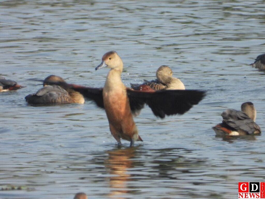 पाकुड़ वन प्रमंडल में पहली बार संपन्न हुआ एशियन वॉटर बर्ड सेंसस। 7 img 20250118 wa00092276425036959944219