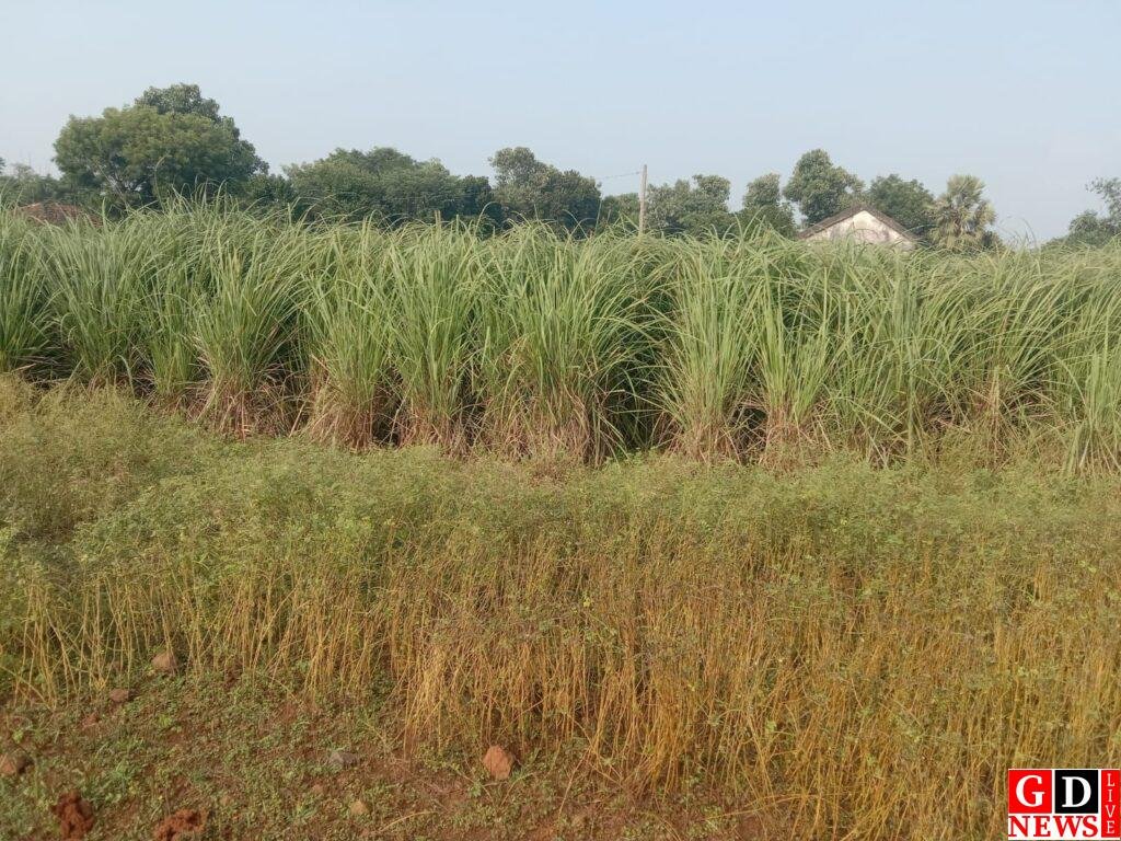 लेमनग्रास किसानों की उम्मीदों को झटका, तेल निकालने वाला मशीन न होने से फसल बर्बाद, किसानों को सरकार से मदद की उम्मीद। 7 img 20250302 wa00978080597386920526102