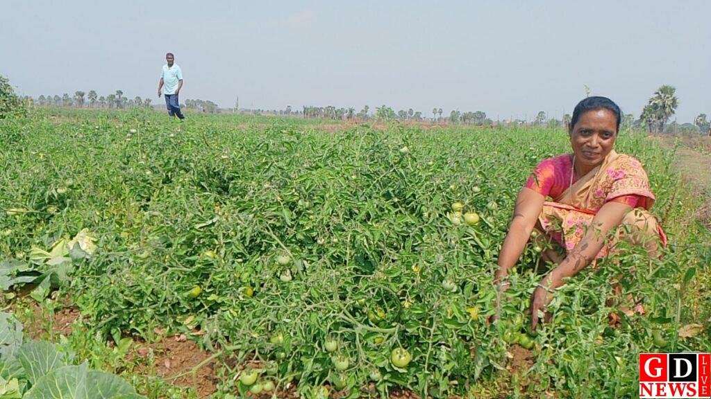महिला किसान बिलाली किस्कु ने सब्जी खेती से कमाया अच्छा मुनाफा, झारखंड स्टेट लाइवलीहुड प्रमोशन सोसाइटी की मदद से सीखी उन्नत खेती। 7 img 20250309 wa00277687995877680799012