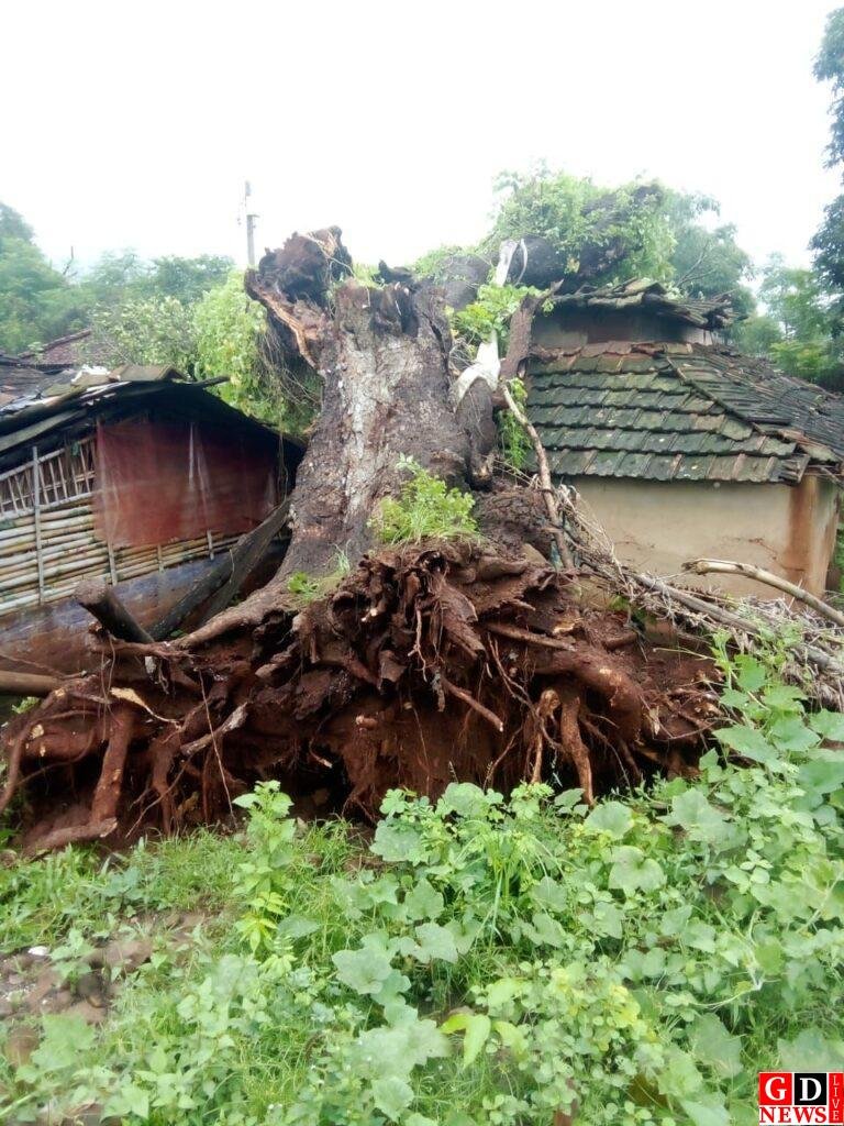 तेज बारिश में बामना का आशियाना उजड़ा, कटहल का पेड़ गिरा… घर चावल-बर्तन समेत हुआ मलबा। 13 img 20250805 wa00332052094653130463995