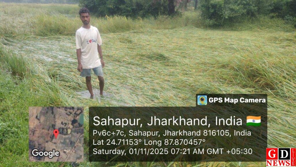 पाकुड़ में चक्रवाती तूफान ‘मोथा’ का कहर, किसानों की मेहनत पर फिरा पानी, लहलहाते खेत बने बर्बादी का मंजर। 13 img 20251101 wa00158198984228662713976