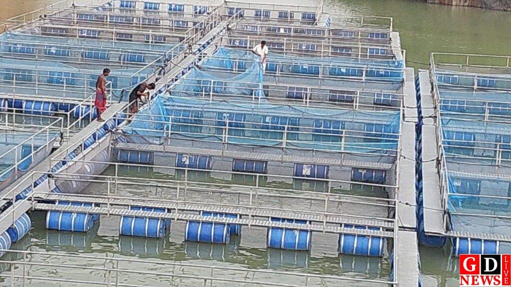 बंद खदान को बनाया आजीविका का जरिया, केज कल्चर से सैमुअल मुर्मू बने आत्मनिर्भर। 13 img 20251106 wa00126428661363493485401