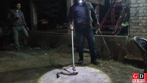 कोल्ड स्टोरेज में 5.5 फीट का एक्सपेक्टर कोबरा देख लोगों में दहशत,वनकर्मी असराफुल ने चलाया रेस्क्यू ऑपरेशन 8 img 20251124 wa00015654416081912165198