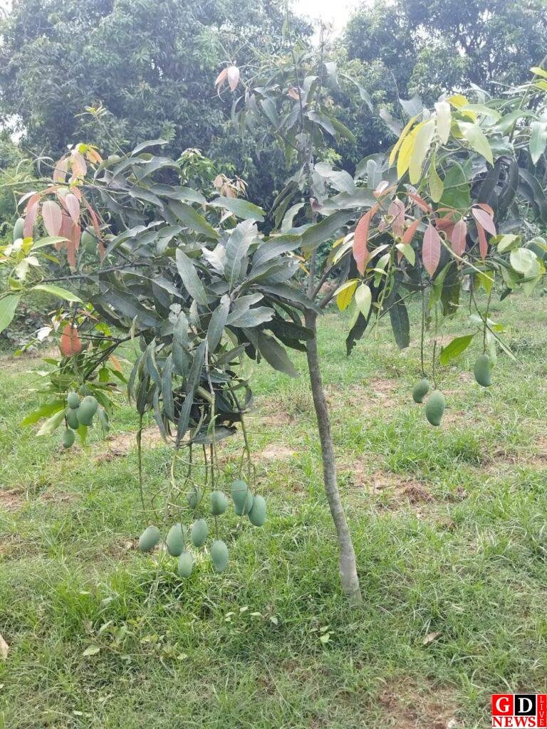 मनरेगा से नुराई गांव की किस्मत बदली, बिरसा हरित ग्राम योजना बनी ग्रामीण विकास की मिसाल। 7 img 20251205 wa0007301117734168478781