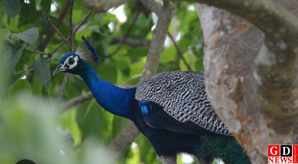 पक्षियों की मौजूदगी से चहकता है वातावरण- अक्षय कुमार सिंह 8 img 20260105 wa01138061132545900084856