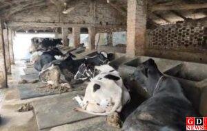 दिशा गौशाला बनी आत्मनिर्भरता की मिसाल। 9 img 20260106 wa00177071886476296809788