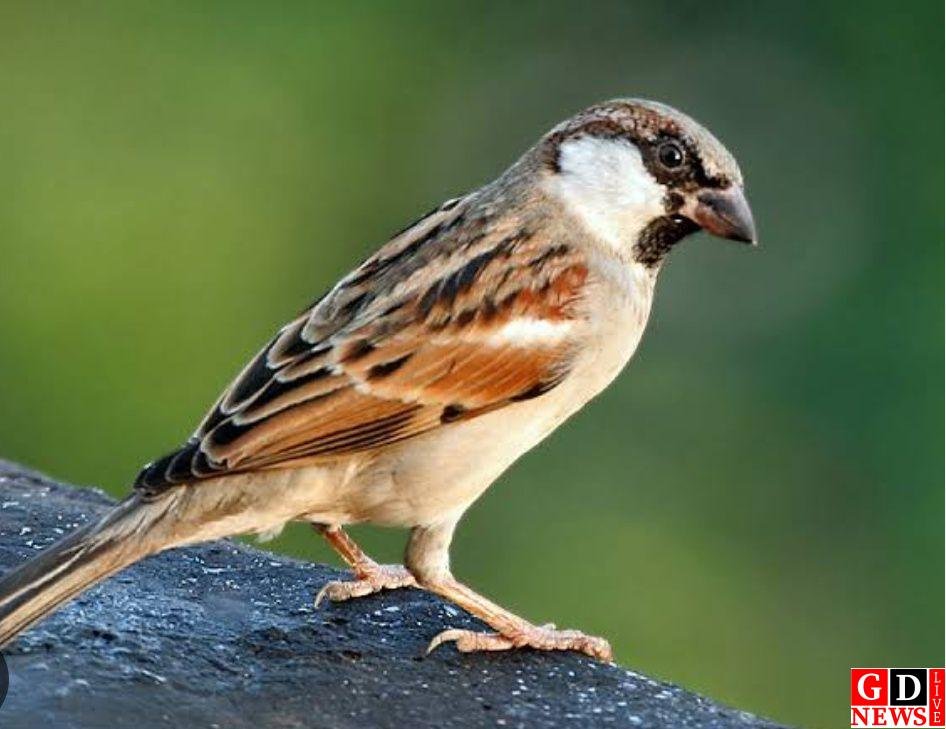 पक्षियों की मौजूदगी से चहकता है वातावरण- अक्षय कुमार सिंह 9 screenshot 20260105 2029487130761545992302451