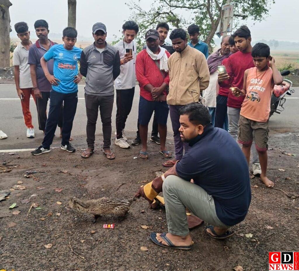 दिखा दुर्लभ ‘स्मॉल इंडियन सिवेट’, रिहायशी इलाके में पहुंचा जंगल का रहस्यमयी मेहमान। 7 img 20260331 wa00047508230126033197744
