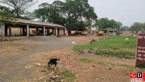 मवेशी हाट में हरियाली योजना फेल, सैकड़ों पौधे नष्ट, देखरेख की कमी से उजड़ा वृक्षारोपण। 6 IMG 20260429 WA0038