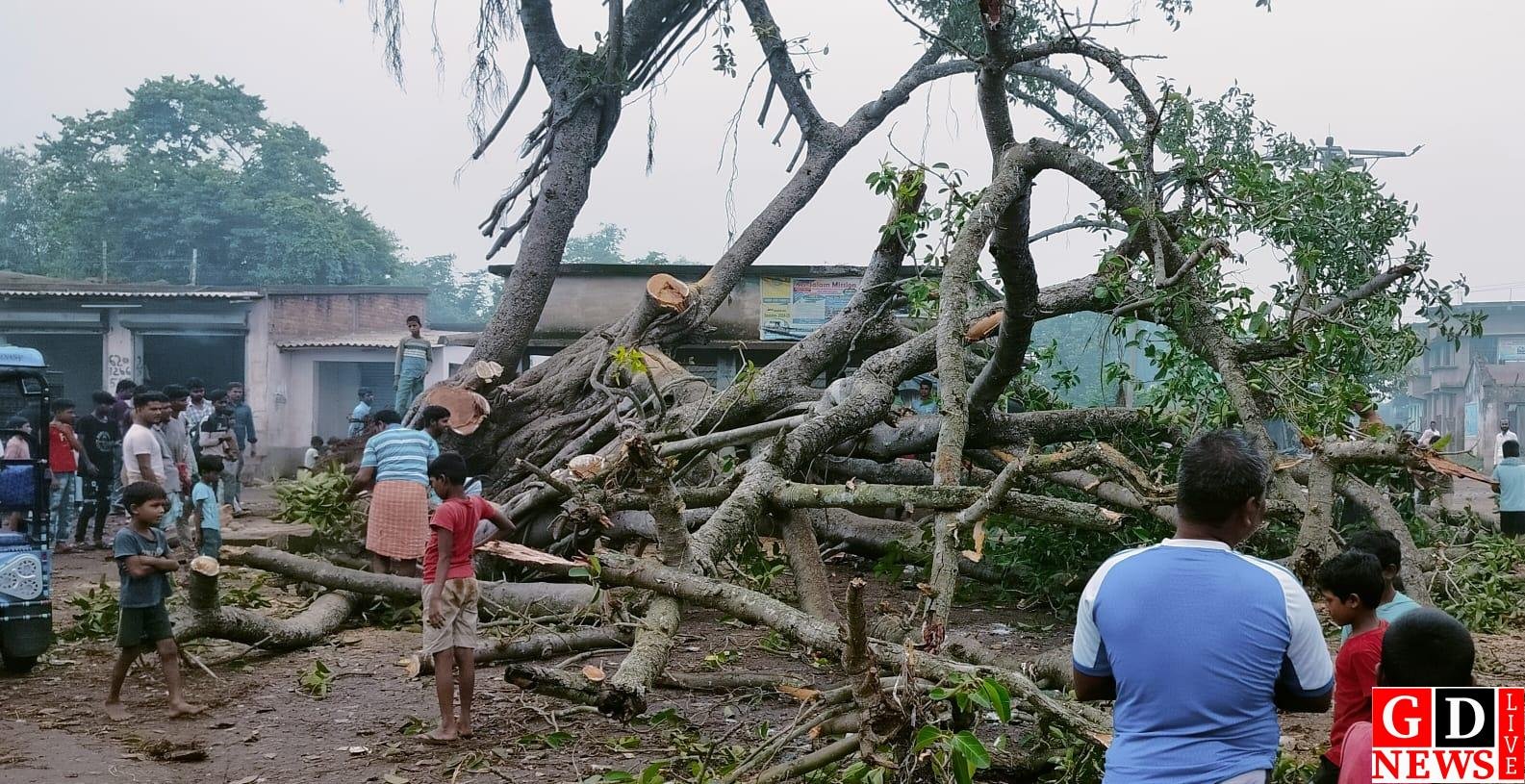 बरतल्ला मोड़ पर सड़क पर गिरा विशाल बरगद, घंटों बाधित रहा आवागमन